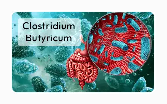 Clostridium butyricum