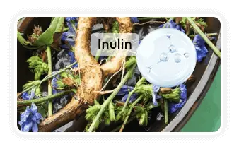 Concentrated chicory root